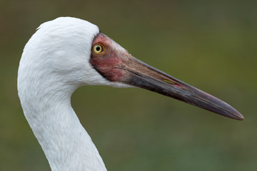 Siberian crane