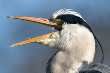 Grey heron