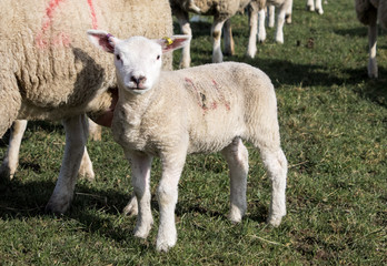Fototapeta premium Ewe and Lamb, Holmfirth , West Yorkshire