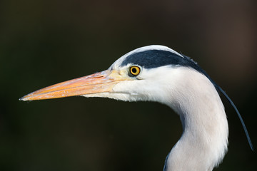 Grey heron