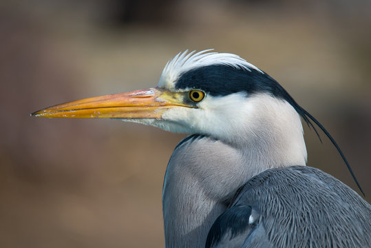 Grey Heron, Ardea Cinerea