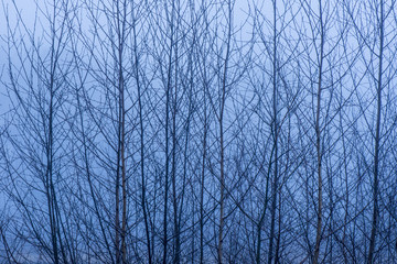 Birch tree branches against a misty background
