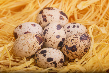 Quail eggs in a box