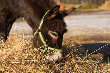 The donkey on a farmstead eats a grass