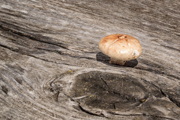 Pilz in Holzstamm