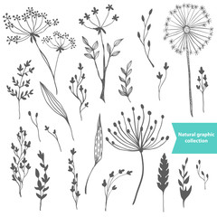 Beautiful color grass silhouette collection