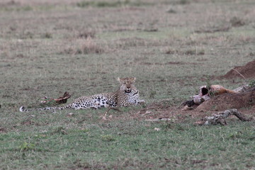 leopard hunting, Tanzania