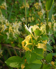 Honeysuckle