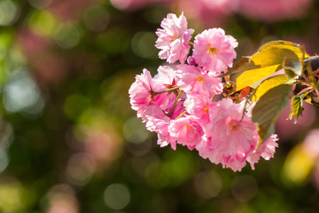 pink flowers of sakura branches