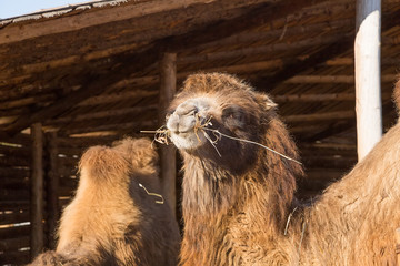 The camel on a farmstead eats a grass
