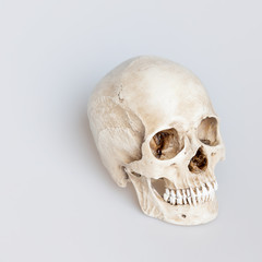 Obraz premium Human skull on isolated white background, by the side