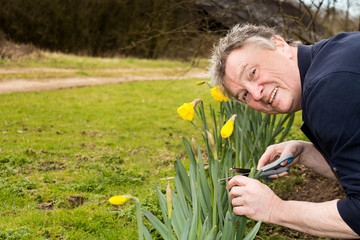 Senior man cutting daffodils