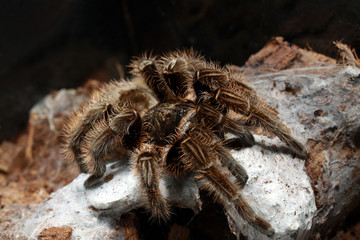 tarantula