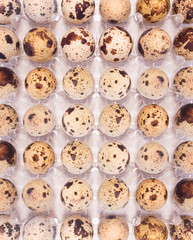 Quail eggs in a box