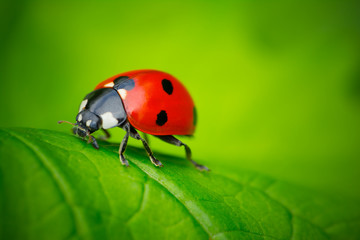 Ladybug and Leaf - obrazy, fototapety, plakaty