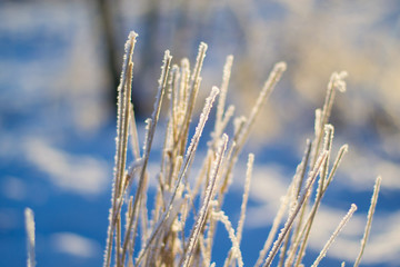 Fototapeta premium Frozen plants