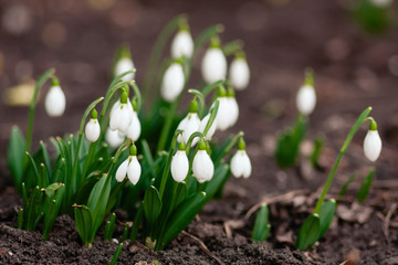 Spring flower. Galanthus