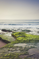 Green algae covered rocks. Azkorri beach, Basque Country