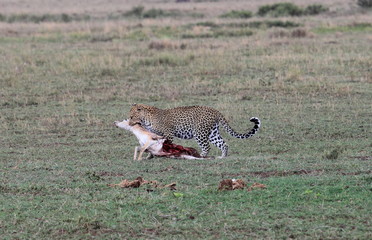 leopard hunting, Tanzania