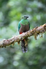 Female of resplendent quetzal