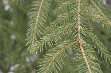 Ветка ели