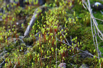 young moss