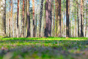 Naklejka premium Spring park