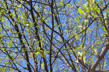 Twigs with spring buds