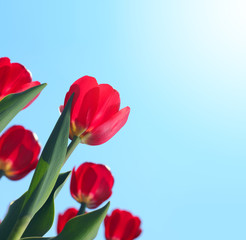 Red tulips in the garden