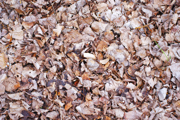 Hojas de arbol secas