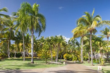 Fototapeta na wymiar Park with coconut palm trees, Dominican republic