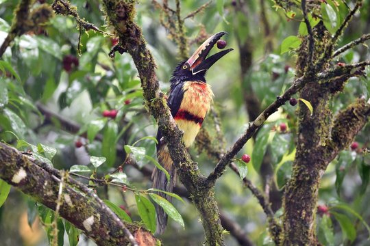 Collared Aracari Eating