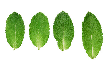 Mint leaves
