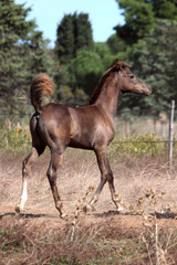 Young arabian foal
