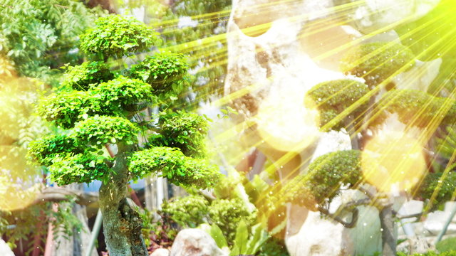 bonsai tree in garden and sunrays seamless loop 4k (4096x2304)