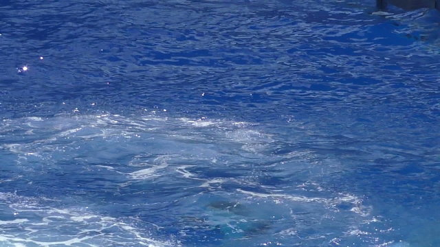 Killer whale jump out of the water slow motion