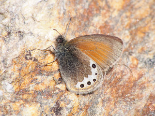 Butterfly on the stone