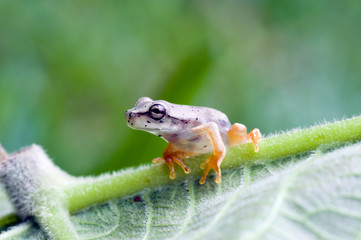 Perereca da Mata Atlântica