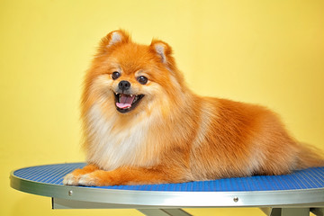 Beautiful smiling dog Spitz after shearing