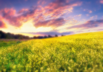 Colorful summer sunset in the field of blossom colza flowers