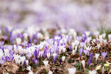 Crocus