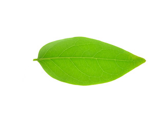 Fototapeta na wymiar plant leaf (star gooseberry leaf) isolated on a white background