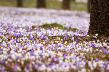 Crocus
