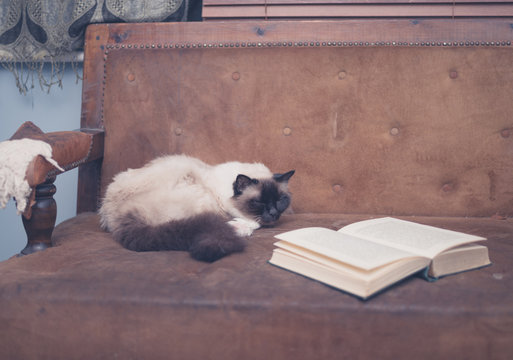 Cute and clever cat with book on sofa