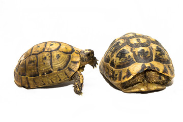 Tortoise tapping on tortoise hiding in shell