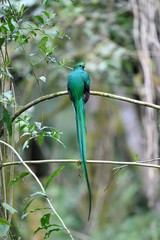 Male of resplendent quetzal