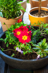 Flower pots with herbs and flowers