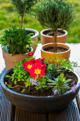 Flower pots with herbs and flowers