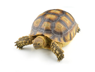Naklejka premium turtle isolated on white background