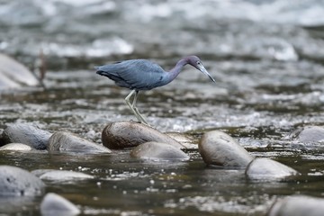 Little blue heron on the river